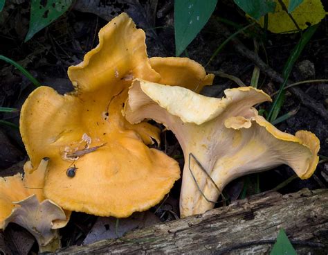 How To Find Chanterelle Mushrooms