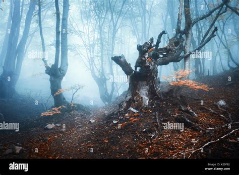Autumn Forest In Blue Fog Mystical Autumn Trees With Trail In Mist