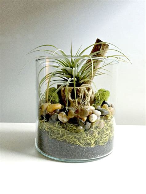 Brand new ollection>>>>> Terrariums are a great low ...