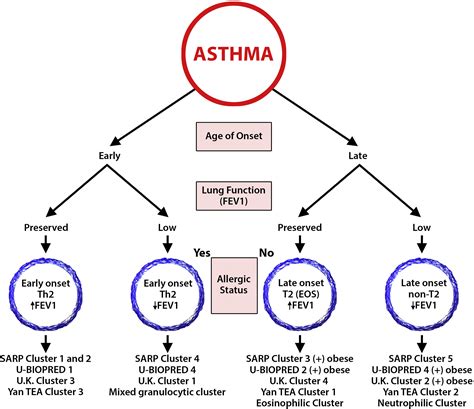 Phenotypes And Endotypes Of Adult Asthma Moving Toward Precision