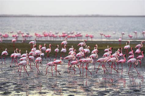 Large Flock Of Pink Flamingos In Walvis Bay Namibia Photograph By Miroslav Liska Pixels