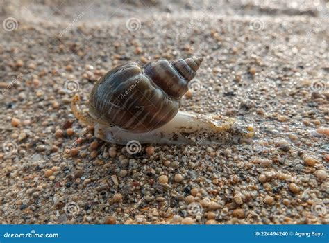 Sea Snail On Beach Sand Stock Photo Image Of Reptile 224494240