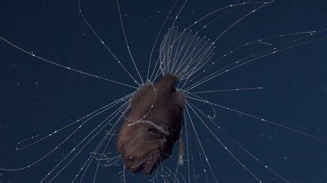 This Is How The Anglerfish Makes Sweet And Freaky Deep Sea Love Wired Uk