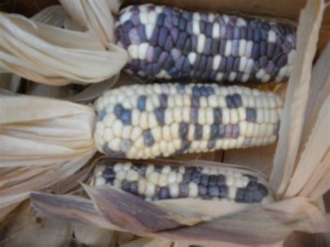 30 White And Purple Mix Asian Waxy Sticky Corn Seeds Laotian Seeds