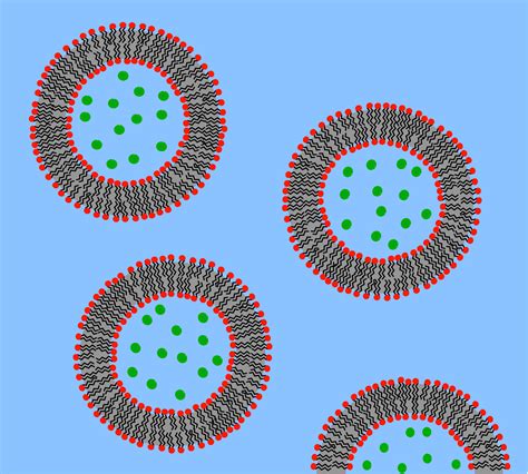 Cell Transport — Role Of Golgi Apparatus And Er Expii