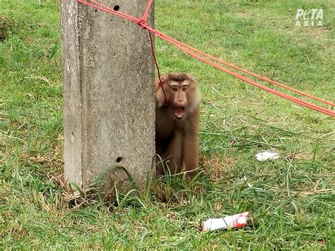 • for the preparation of the coconut milk mix the contents of the package with 240 ml of water and dry powder coconut milk is very well stirred, and as a result instantly turns thick fragrant coconut milk without lumps, which can be used for cooking. These monkeys in Thailand are abducted as babies, chained ...