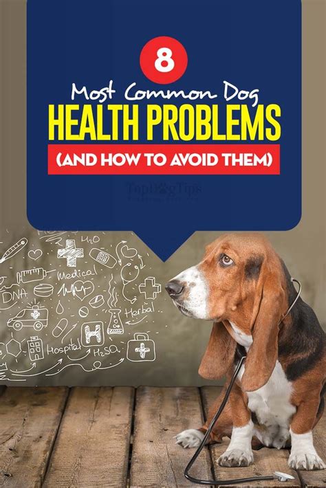 9 Common Health Problems In Dogs How To Prevent And Treat Them Dog