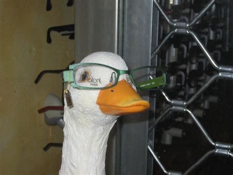Duck With Glasses Teye Flickr