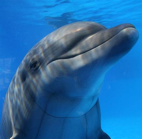 Smiling Dolphin By Eldad Hagar Please Support Hope For Paws Via