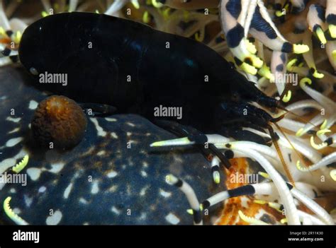 Black Crinoid Shrimp In Feather Star Cabilao Philippines Philippine