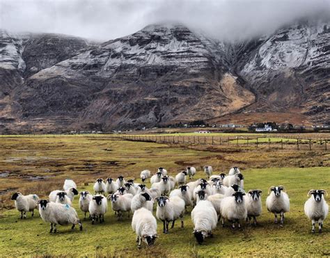 Highland Sheep Scotland Four Seasons Of Scotland Pictures Pics