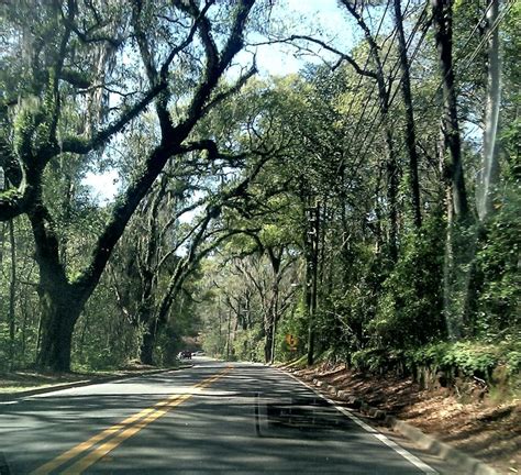 Canopy Road In Tallahassee Tallahassee Favorite Places Country Roads