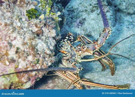 Painted Spiny Lobster Hiding Under The Coral Stock Photo Image Of