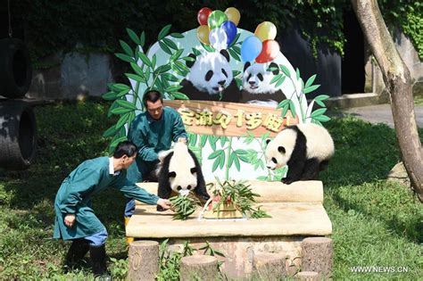 Panda Twins Celebrate First Birthday At Chongqing Zoo Xinhua