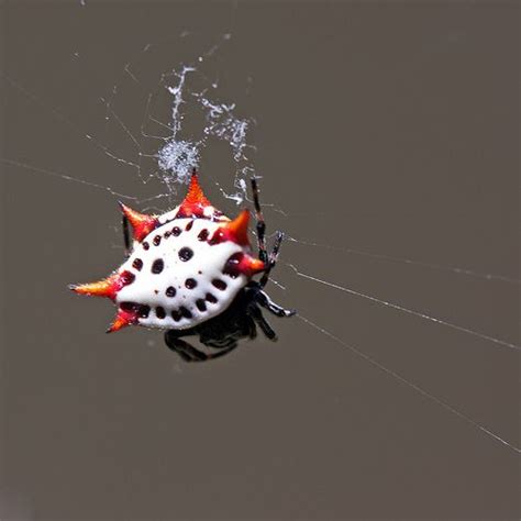 Spinybacked Orb Weaver | Orb, Weavers, Photography