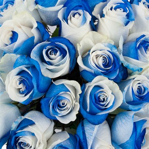 Blue And White Tinted Roses Blue Roses Wallpaper White Roses Meaning Rose
