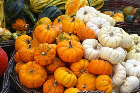 Small Pumpkins Top 10 Varieties And Growing Tips