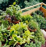 Growing Herbs For Profit At Home Images