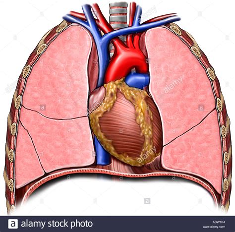 The opening in the face which consists of the lips and the space between them, or the space behind which contains the teeth and the tongue. Organs Of The Thorax Stock Photos & Organs Of The Thorax ...