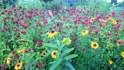 Guidelines For A Successful Pollinator Garden Thats A Plenty Farm