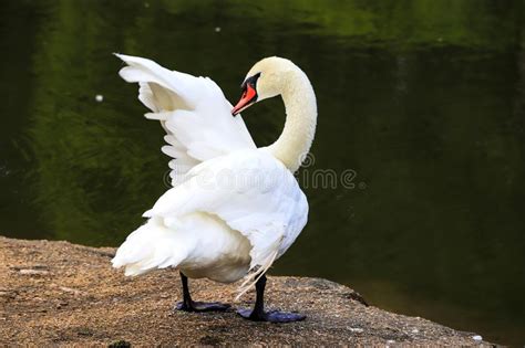 A Beautiful White Swan Is Standing On A Stone And Spread Its Wings In Sophia Park In Uman Stock