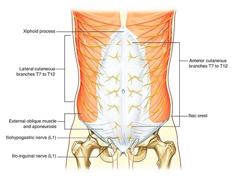 With related to nerves of anterior abdominal wall and the inguinal region: Easy Notes On 【Abdominal Wall】Learn in Just 3 Minutes ...