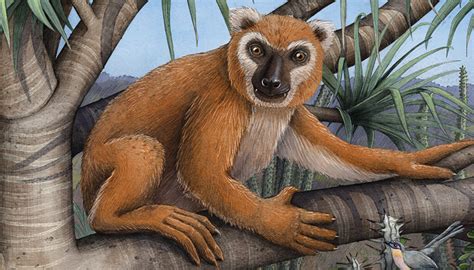 Genome Sequencing Of Extinct Giant Lemur Science Sessions Pnas