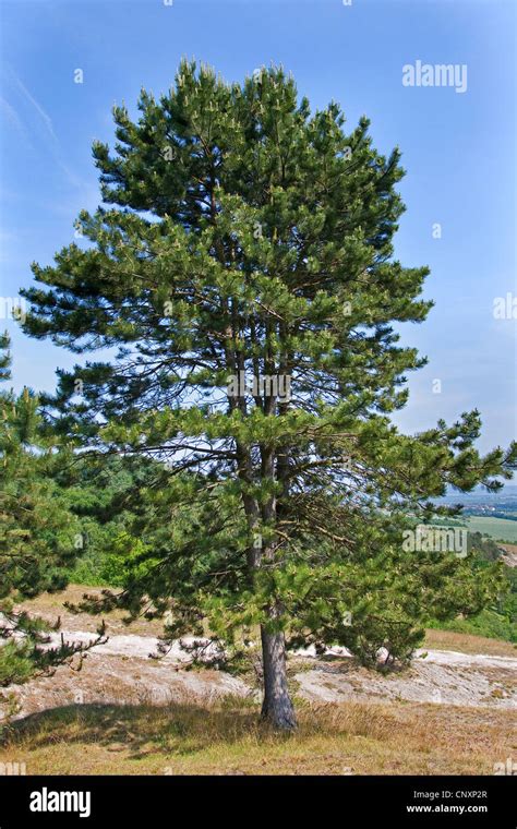 Le Pin Noir D Europe M L Ze Pin Noir Pin Laricio Pinus Nigra Seul Arbre Photo Stock Alamy