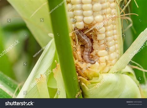 Fall Armyworm On Damaged Corn Excrement Stock Photo 1699336882
