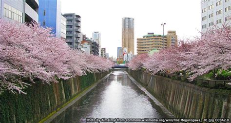 จุดชมซากุระที่แม่น้ำเมกุโระ Meguro River Sakura