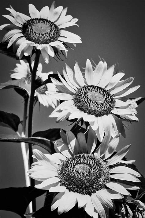 Garden Sunflowers Black And White By Carolyn Chentnik