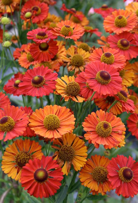 High organic matter soil ph: Helenium autumnale 'Red Shades' - Buy Online at Annie's ...