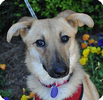 Releash atlanta is a 501c3, not for profit, 100% volunteer run, ga department of agriculture licensed charitable organization that works tirelessly to save dogs from high kill we strive to make atlanta a better place for our homeless pets, our rescue partners and shelters as well as all of the loving. Atlanta, GA - Collie/Sheltie, Shetland Sheepdog Mix. Meet ...