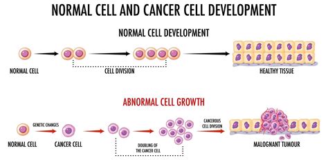 Free Vector Diagram Showing Normal And Cancer Cells