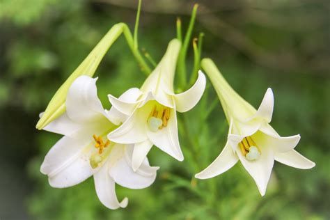 How To Grow And Care For Easter Lilies Trumpet Lilies