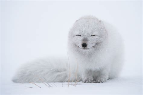 Wallpaper Id 1048917 1080p Wildlife White Arctic Fox Snow Fox