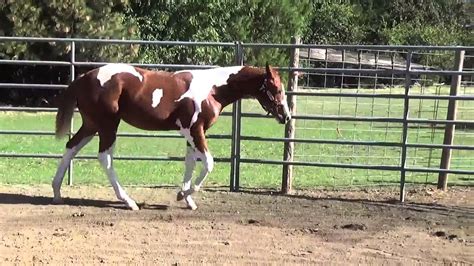 Am I Good Or What Apha 2014 Sorrel White Filly Youtube