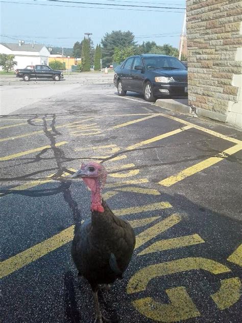 Johnstons Troublesome Turkey Traps Town Worker In Her Car Makes