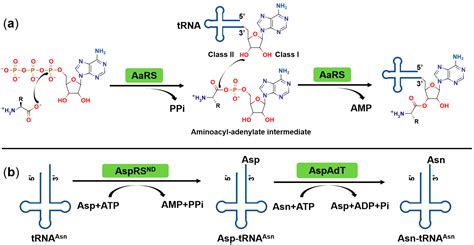 Aminoacyl Trna Synthetase Mechanism