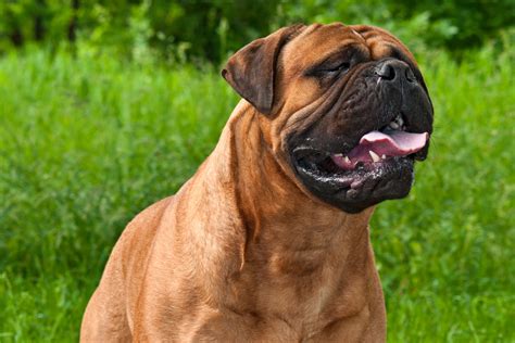 Bullmastiff Dog Breed Health History Appearance Temperament And