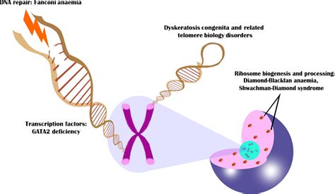 The Genomics Of Inherited Bone Marrow Failure From Mechanism To The