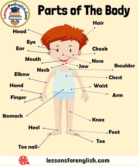 Parts Of The Body In English With Pictures And Text For Kids To Learn