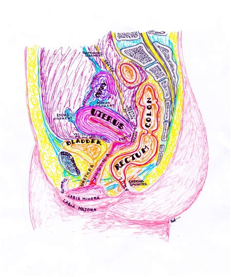 Diagram of the abdomen pictures diagram of abdomen organs anatomy and physiology. hanson's anatomy — internal female anatomy