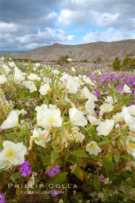 Photos Of Wildflowers At Anza Borrego Desert State Park Natural