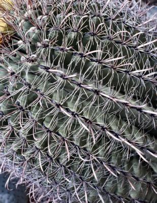 Cacti generally have low moisture needs. If My Barrel Cactus Turns White, Will it Recover? | Home ...