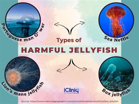 Jellyfish Stings Types Symptoms Risk Factors Diagnosis