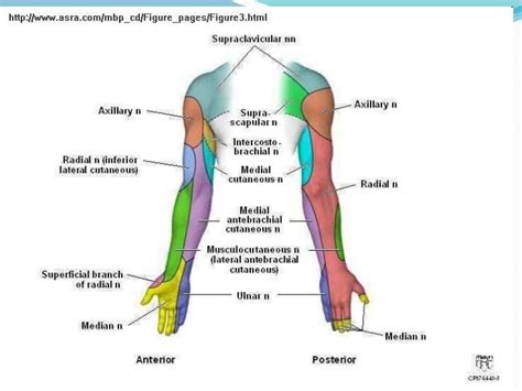 Peripheral Nerves Of Upper Limb Anatomie Muskeln Anatomie Körper