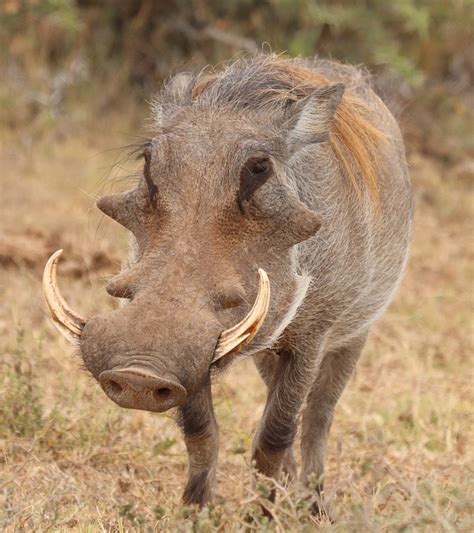 Warthog Africa Wild Free Photo On Pixabay Pixabay