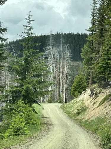 10 Best Off Road Driving Trails In Cle Elum Alltrails