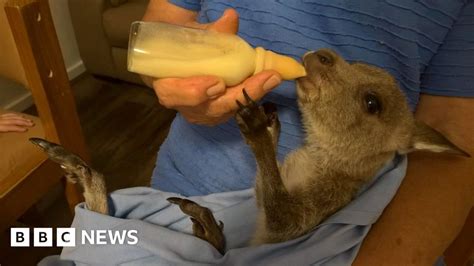 Why Kangaroo Culling Divides Australia Bbc News